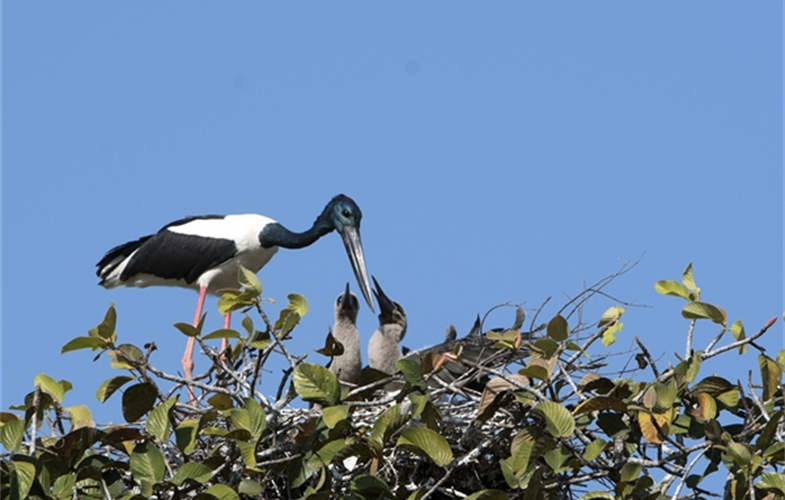 Black-necked stork by Phann Sithan-WCS